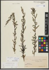Foto von Salix purpurea L. x Salix repens subsp. rosmarinifolia (L.) Andersson